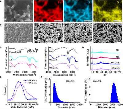 A facile approach to preparing personalized cancer vaccines using iron-based metal organic framework